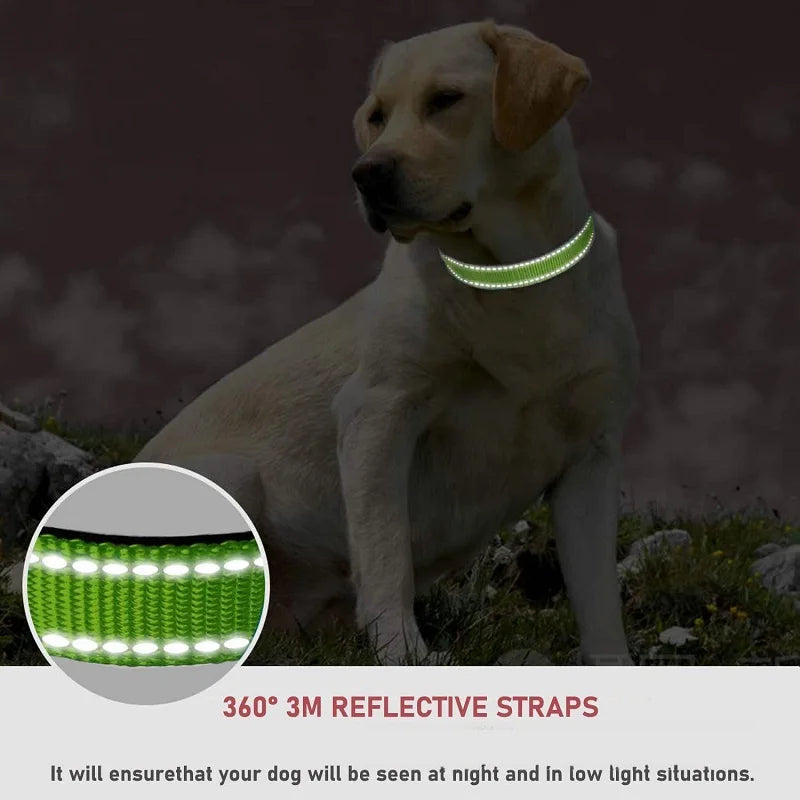 Everyday Nylon Dog Collar